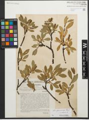 Foto von Salix glaucosericea Flod. x Salix retusa L.